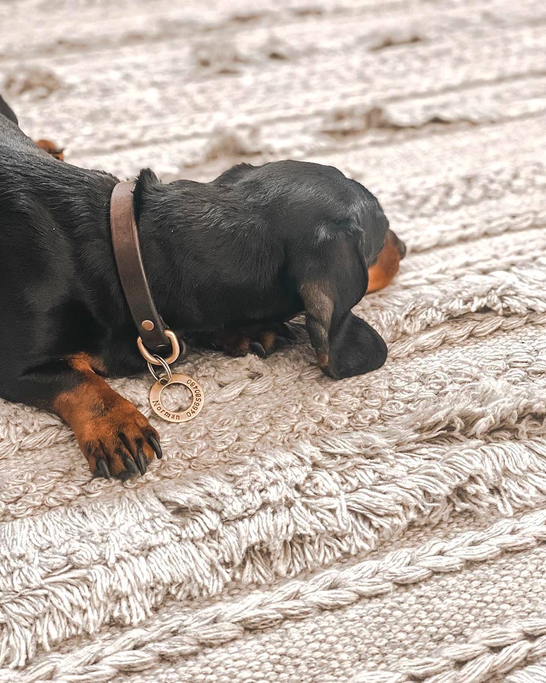 The Best Rugs for Dogs That Pee - DJANGO